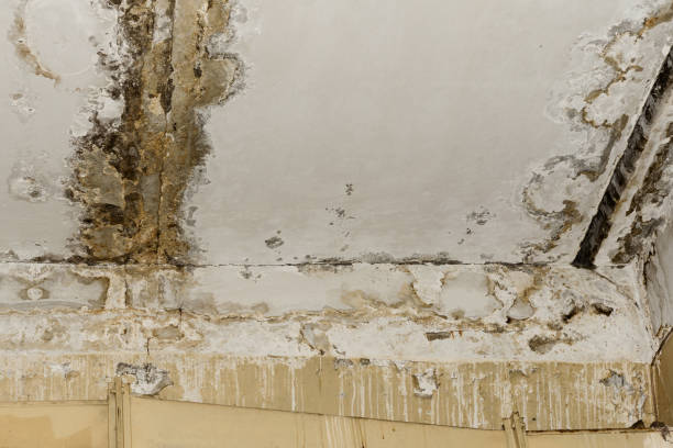 Best Attic Mold Removal  in Viera West, FL