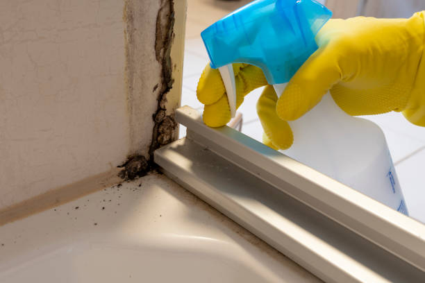 Best Mold Damage Restoration  in Viera West, FL